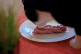 Chicken Neck For Dinner: Image by Chispita_666, Flickr
