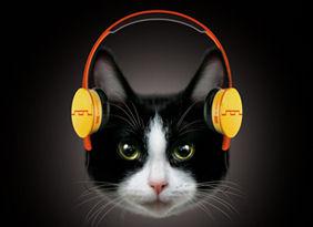 The World's First Headphones For Cats