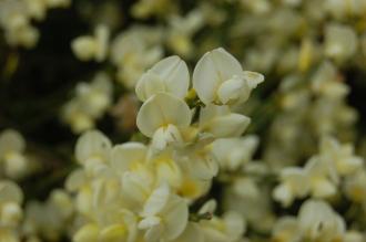 Cytisus x kewensis Flower (05/05/2012, Kew Gardens, London) Cytisus x kewensis Flower (05/05/2012, Kew Gardens, London)