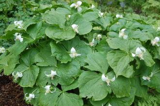 Trillium flexipes (05/05/2012, Kew Gardens, London) Trillium flexipes (05/05/2012, Kew Gardens, London)