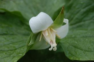 Trillium flexipes Flower (05/05/2012, Kew Gardens, London) Trillium flexipes Flower (05/05/2012, Kew Gardens, London)