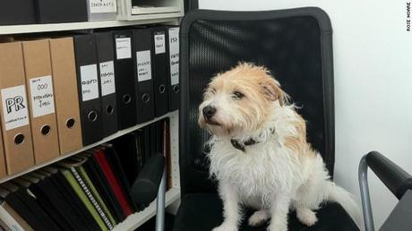 Can Office Dogs Reduce Stress?