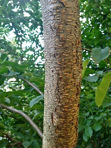 I’m A Proud Mama cherry tree bark.jpg
