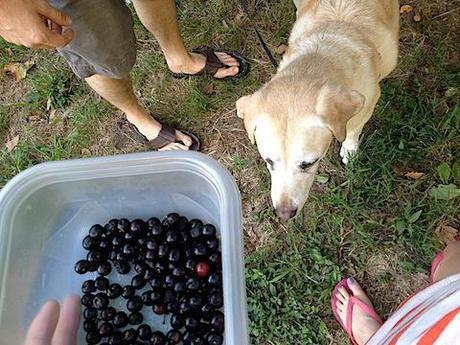 I’m A Proud Mama foraged cherries.jpg