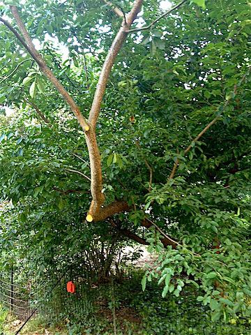 I’m A Proud Mama wild cherry tree.jpg