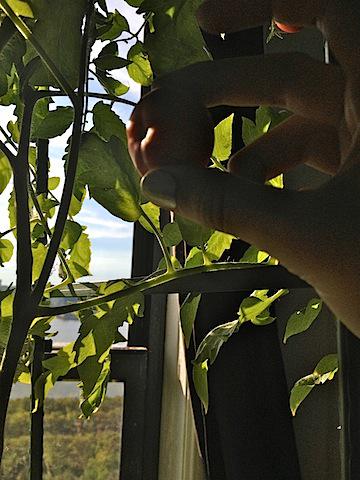 I’m A Proud Mama tomato plant.jpg