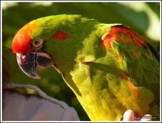 Parrot: Image by ZeHawk, Flickr