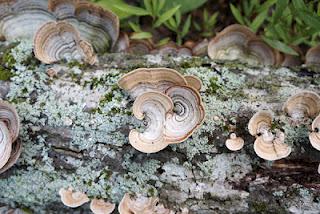 ENO RIVER STATE PARK, Durham, NC: A Place to Enjoy Nature