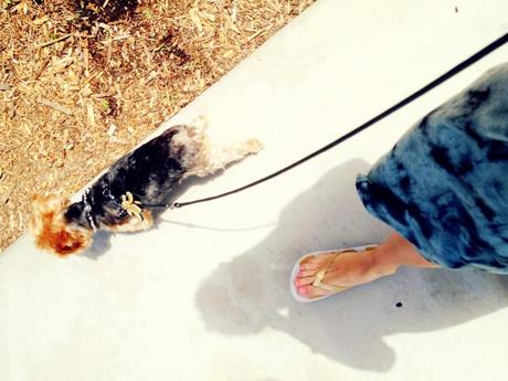 This & That walking the dog