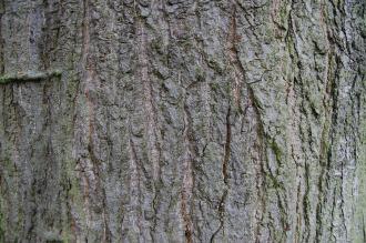 Quercus rubra Bark (28/07/2012, Kew Gardens, London) Quercus rubra Bark (28/07/2012, Kew Gardens, London)