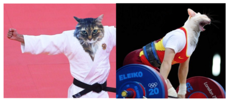 Memo & Cachi - Nicholas Longtin's cats Memo & Cachi - Nicholas Longtin's cats