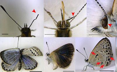 Severe Abnormalities Found In Fukushima Butterflies