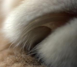 Cats Claw: Image by HamburgerJung, Flickr