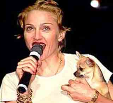 Madonna Tickets Fetch Record $100,000 to Help Dogs