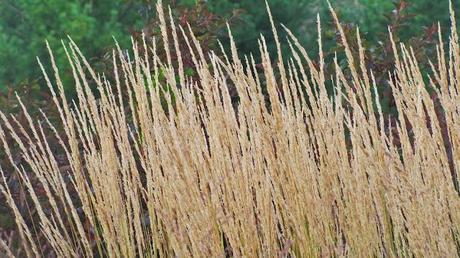 Ornamental grasses take the spotlight