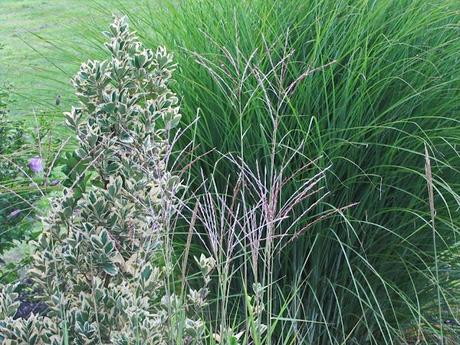 Ornamental grasses take the spotlight