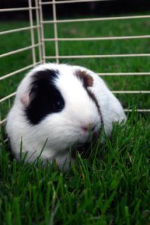 Guinea Pigs: Image by Picto:Graphic, Flickr