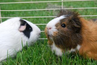 Guinea Pigs: Image by Picto:Graphic, Flickr