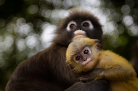 Dusky Langur with his mother: photo by Daniel Nahabedian via ngm.nationalgeographic.com