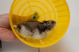 Bebop De Hamster: Image by Maarten Dirkse, Flickr