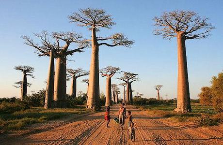 The Avenue Of The Baobabs The Avenue Of The Baobabs