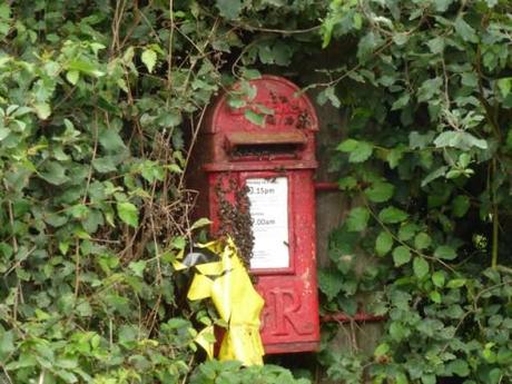 bees take residence in a postbox