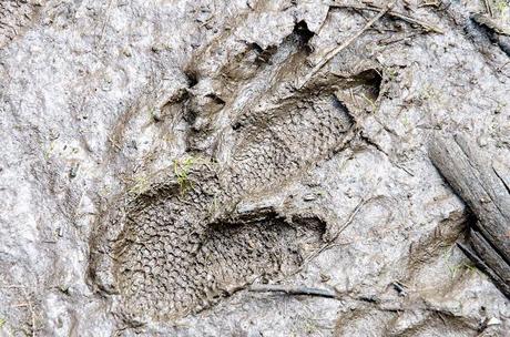 emu footprint in mud