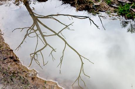 reflection of tree in water on great south west walk
