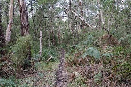 walking track at cobboboonee state forest on great south west walk