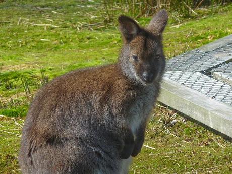bennetts wallaby