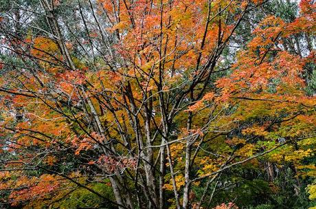 Mount Dandenong Arboretum