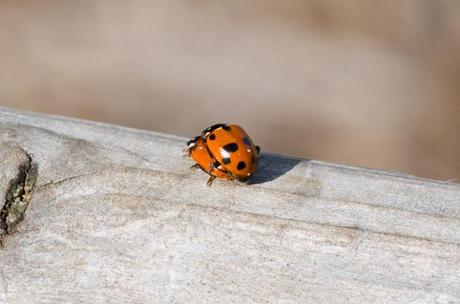 coccinellidae - two ladybird bug 
