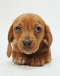 puppy dog eyes The True Blood Episode with a Thousand Names