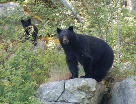 Photo Courtesy of Campbell River Whale Watching and Adventure tours Back from the nearly dead ~ Epilogue