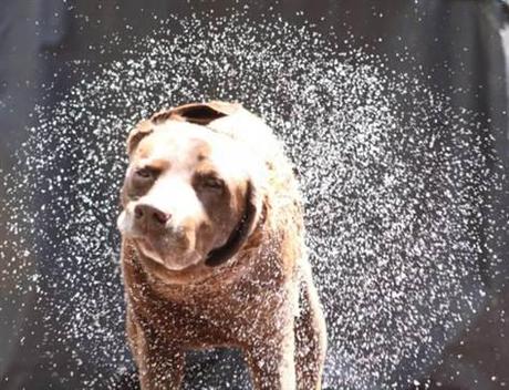Your Dog’s No Dummy About Shaking Himself Dry