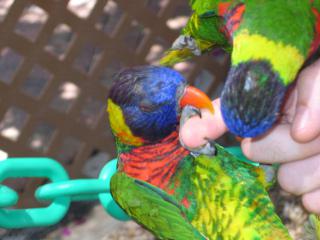 When Lorikeets Attack: Image by Donielle, Flickr