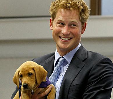 Prince Harry holds an eight week old puppy called Veyron during a visit to the charity Canine Partners Training Centre in Midhurst in Sussex.