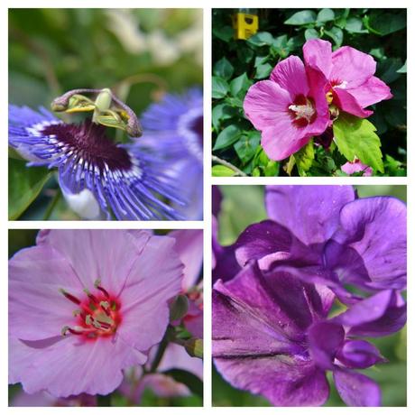 Friday Flowers and a farewell for now Image