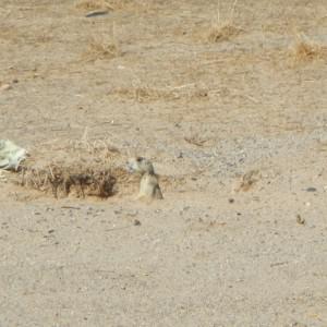 prairiedog Prairie Dog?