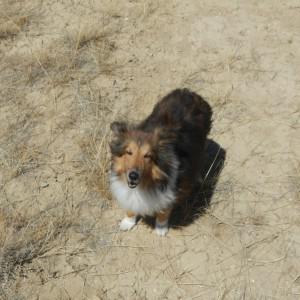 doginprairie Prairie Dog?
