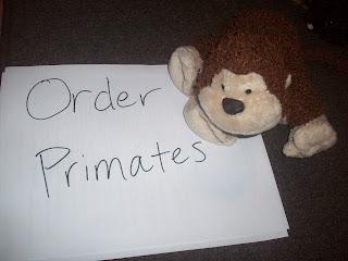 Order Primates