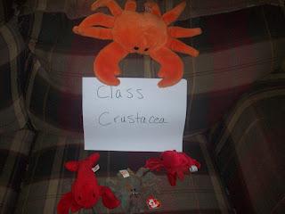 Class Crustacea - a tasty bunch!