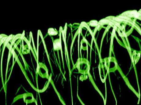Macroporous-nanoelectronics-scaffold_900 Harvard scientists grow “cyborg” skin