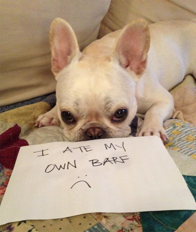 Dogshaming Dogshaming