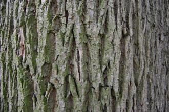 Fraxinus latifolia Bark (28/07/2012, Kew Gardens, London)