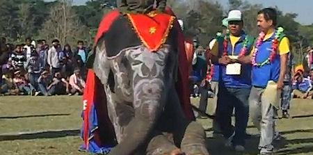 Elephants Play Soccer And Enter Beauty Pageant In Nepal