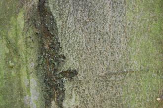 Fagus sylvatica 'Dawyck' Bark (28/07/2012, Kew Gardens, London)