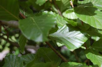 Fagus sylvatica 'Dawyck' Leaf (28/07/2012, Kew Gardens, London)