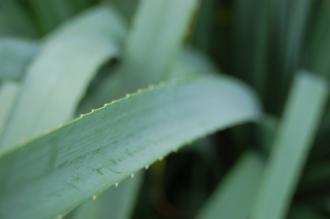 Eryngium pandanifolium Leaf (28/07/2012, Kew Gardens, London)