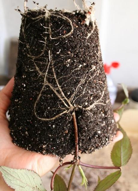 sambucus cutting root system
